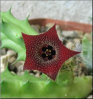 Huernia macrocarpa